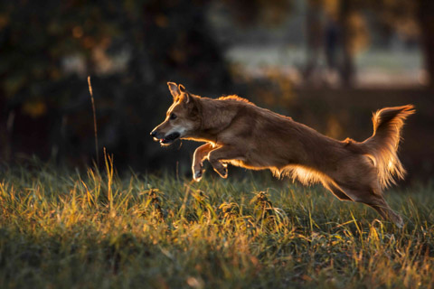 Rennfoto vom Hund, Tierfotografie Magdeburg